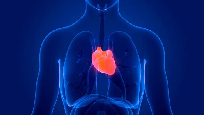 Анатомия сердечно-сосудистой системы