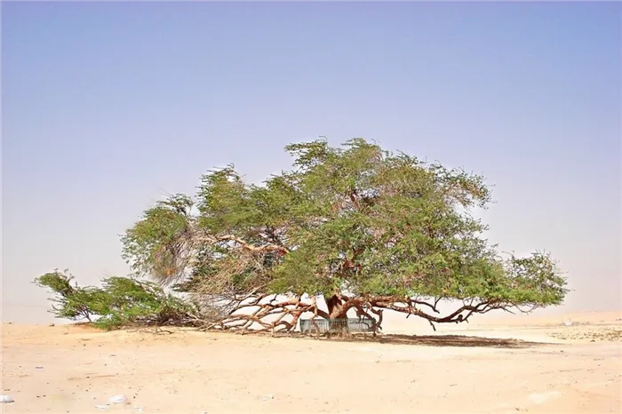 Дерево жизни
