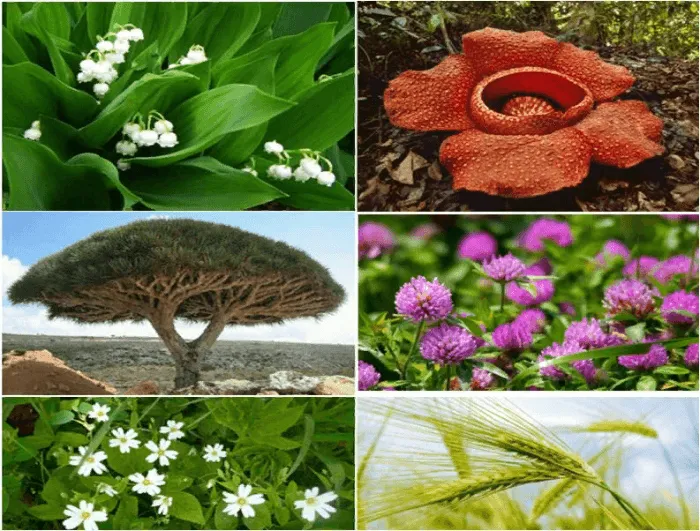 Ботаника - наука о растениях фото