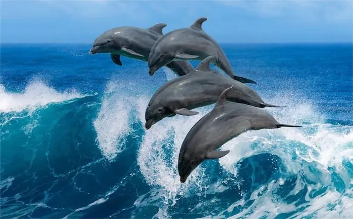 Дельфины – не рыбы и другие интересные факты об этих китообразных