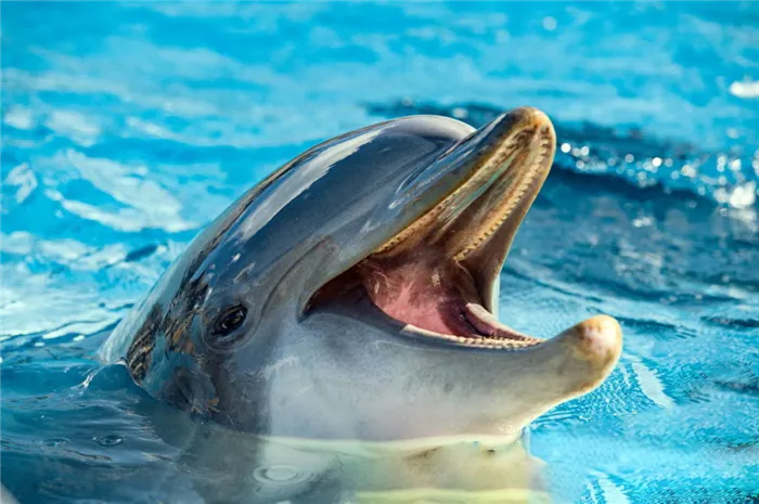 пасть дельфина