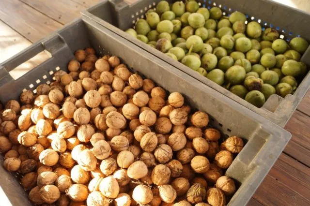 Как растет грецкий орех: фото, сроки и особенности плодоношения