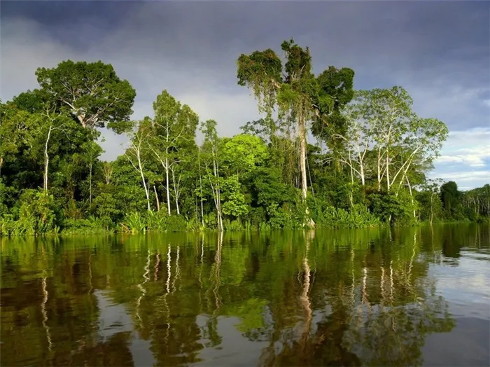 Сельва влажных экваториальных лесов.