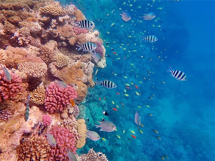 Кораловые рифы (https://commons.wikimedia.org/wiki/Category:Red_Sea#/media/File:Gesundes_Korallenriff_im_Roten_Meer_3.jpg)