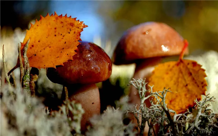 Каким образом происходит питание грибов и в чем его особенности?