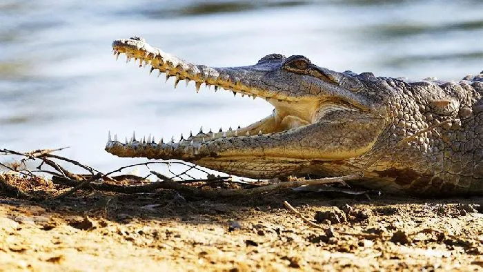 Озеро Виктория, крокодилы