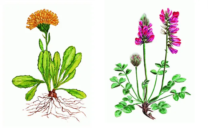 Характеристика покрытосеменных растений