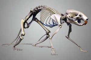 3d модель скелета мыши