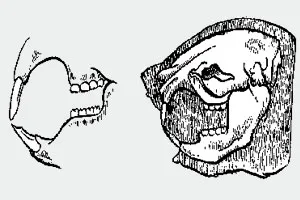 Рисунок челюсти мыши