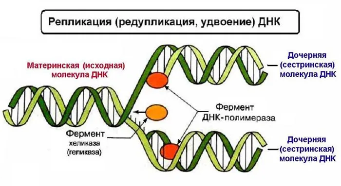Строение цепочки ДНК