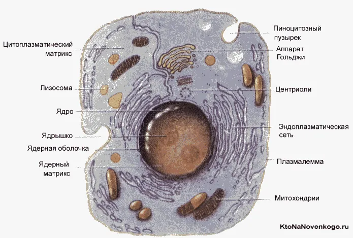 Состав клетки эукариот