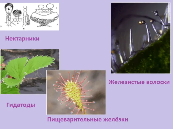 Урок 4: Ткани растений