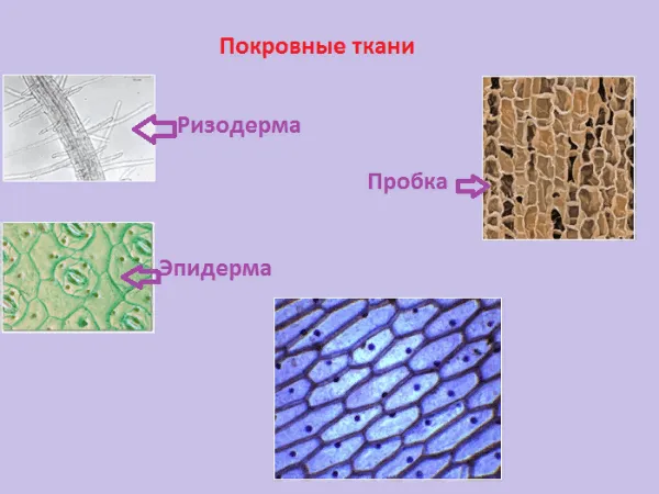 Клетки ассимиляционной ткани