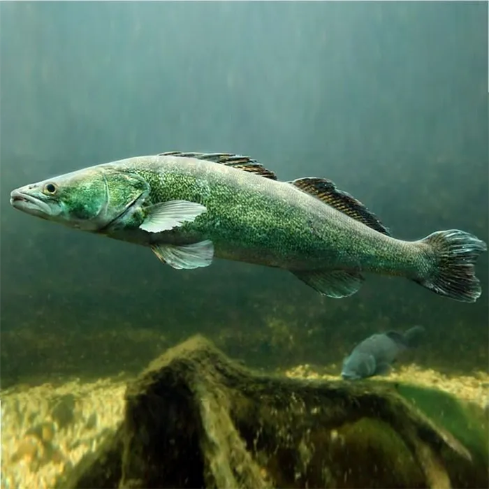 Рыба Судак, фото