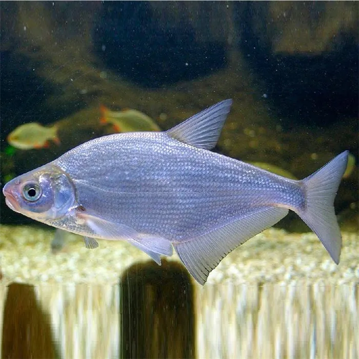 Рыба синец, фото