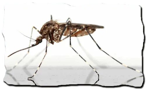комар, крупным планом, макросъемка 