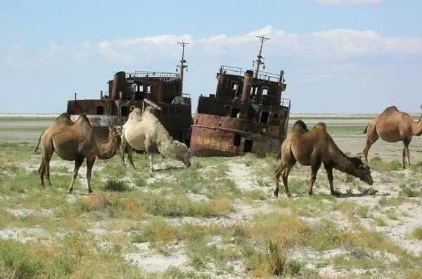 Аральское море. Берег Аральского моря (https://commons.wikimedia.org/wiki/File:The_Aral_Sea_disaster,_Kazakhstan,_3_Sept._2011_-_Flickr_-_PhillipC.jpg)
