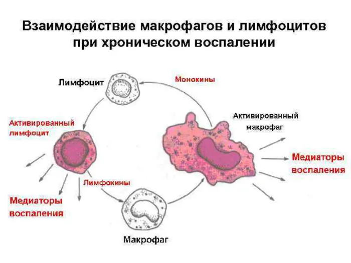 Взаимодействие макрофагов и лимфоцитов при хроническом воспалении
