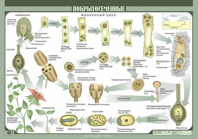Жизненный цикл покрытосеменных растений, фото