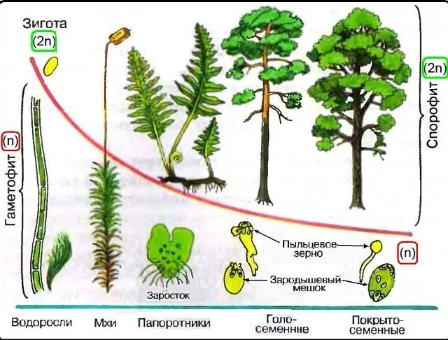 Соотношение гаметофитов и спорофитов растений, фото