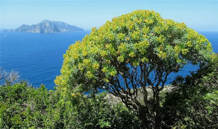 Растительный мир (https://commons.wikimedia.org/wiki/Category:Mediterranean_Sea#/media/File:Euphorbia_dendroides.jpg)