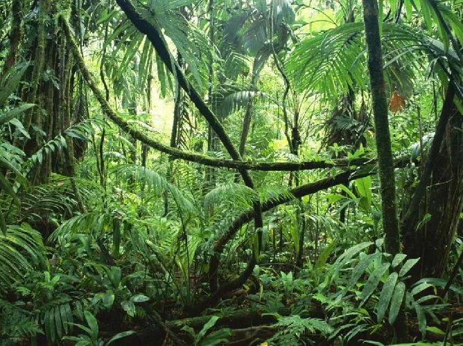 Экваториальный лес Африки