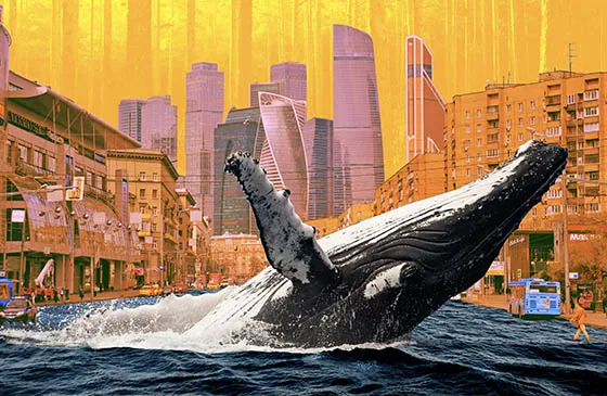 Объясняем на китах: сколько стоит природный капитал