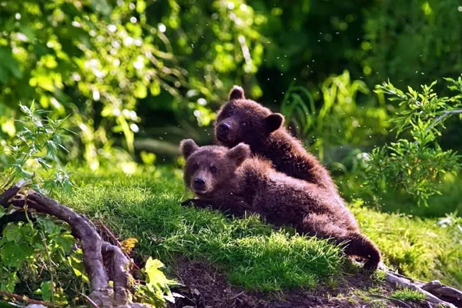 Бурые медведи, Курильские острова, Россия