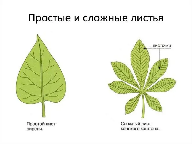Простые и сложные листья