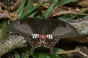 Общий мормон (Papilio polytes)