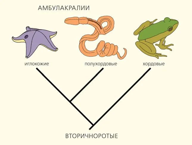 Рис. 7. Схема филогении вторичноротых животных («Природа» №7, 2016)