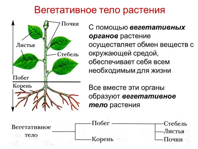 Вегетативные части растения